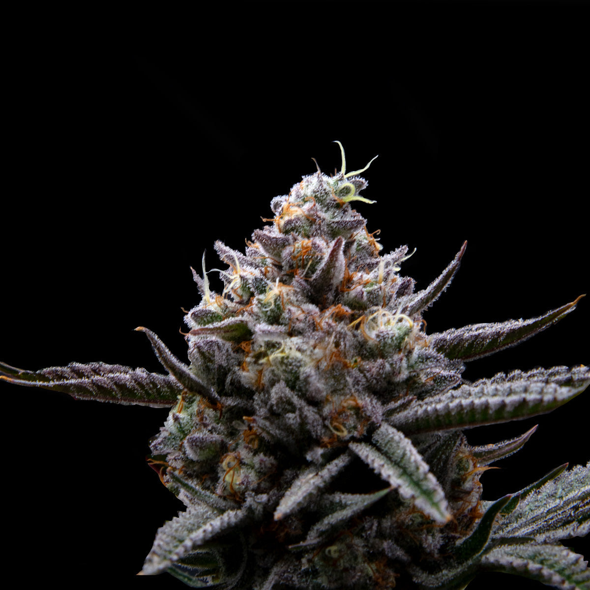 Elvis Glue named Leafly's Best Vermont Strain of 2023  Upstate Elevator  Dispensary