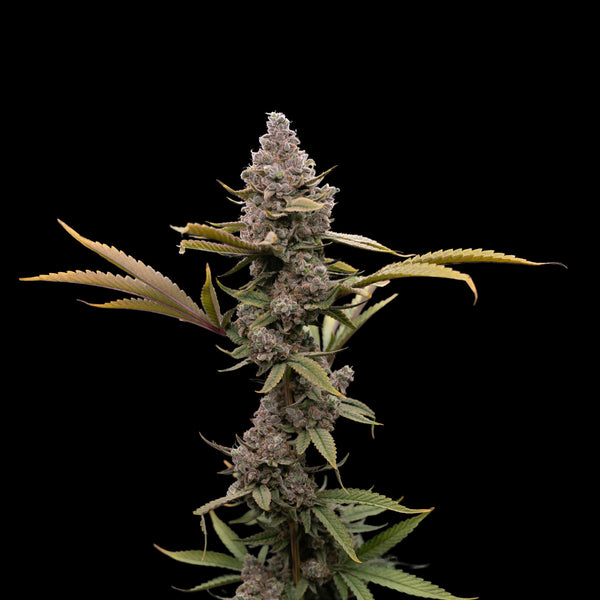 Muffinz Breath