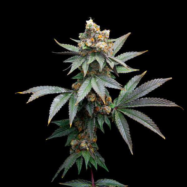 Sour Diesel