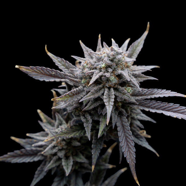 Super Lemon Haze x MAC