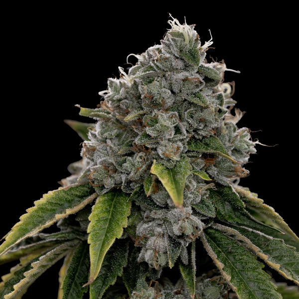 Triangle Kush