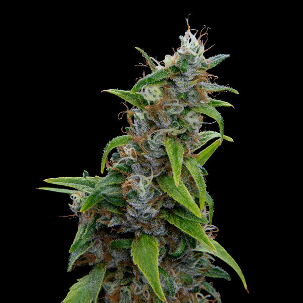Grape Haze