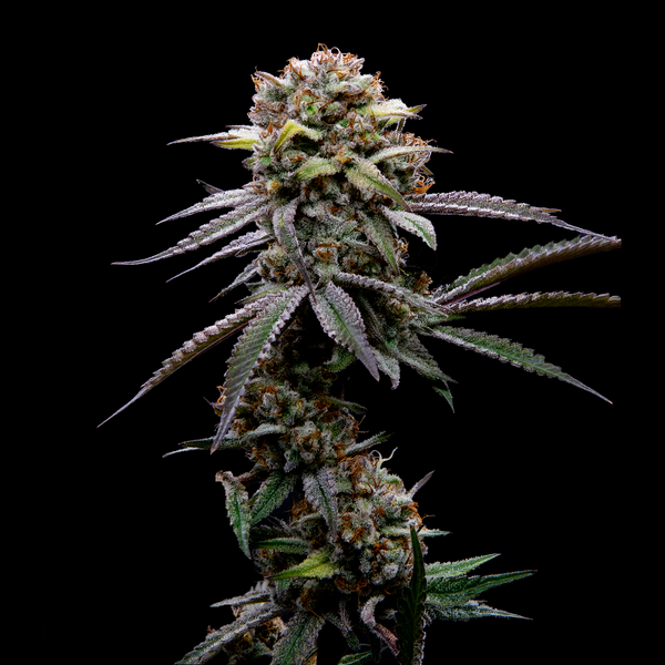 Grape Nana