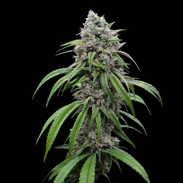 Pineapple Jones