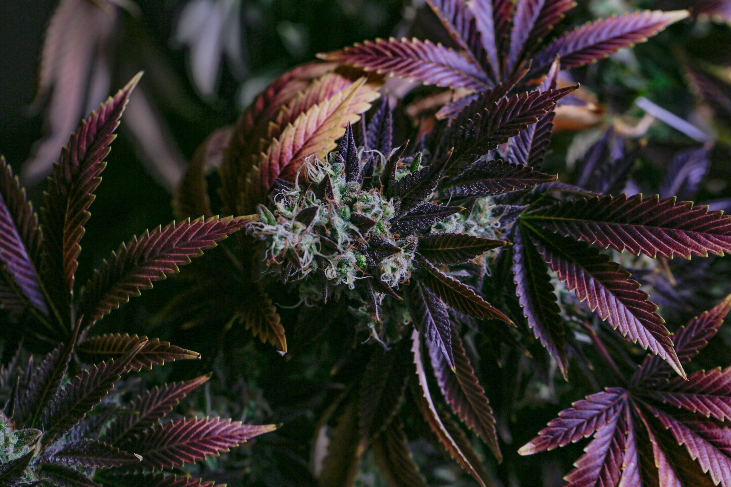 Upstate Elevator Dispensary Makes Leafly’s List of Best Dispensaries in Vermont