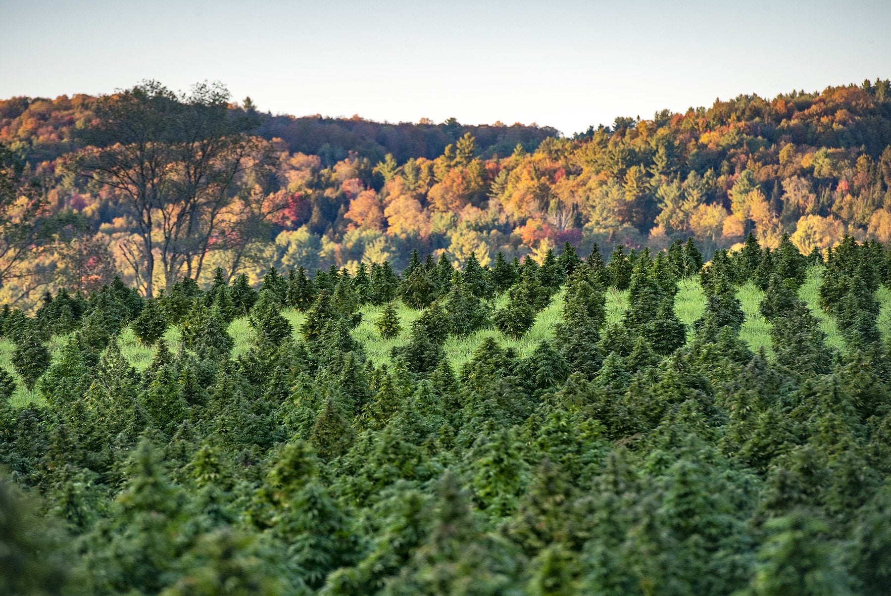 Golden fall light across Vermont hills above rows of green plants.