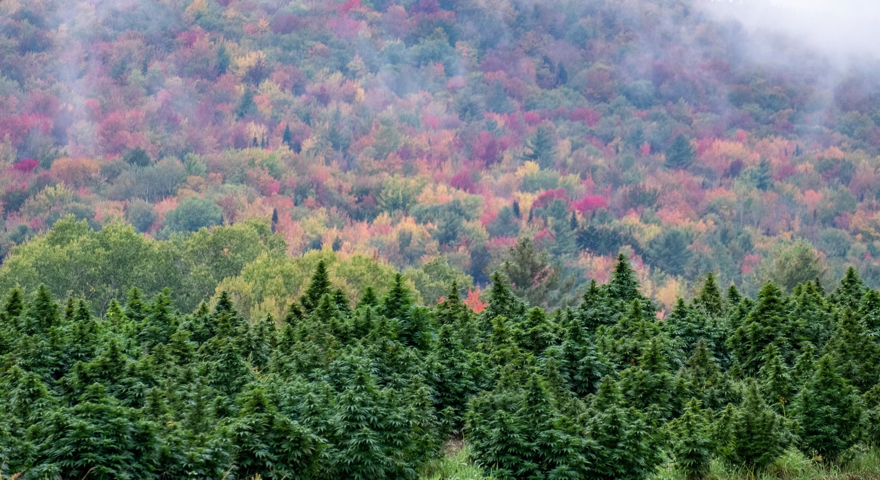 Low clouds drifting over fall foliage on a Vermont hillside.