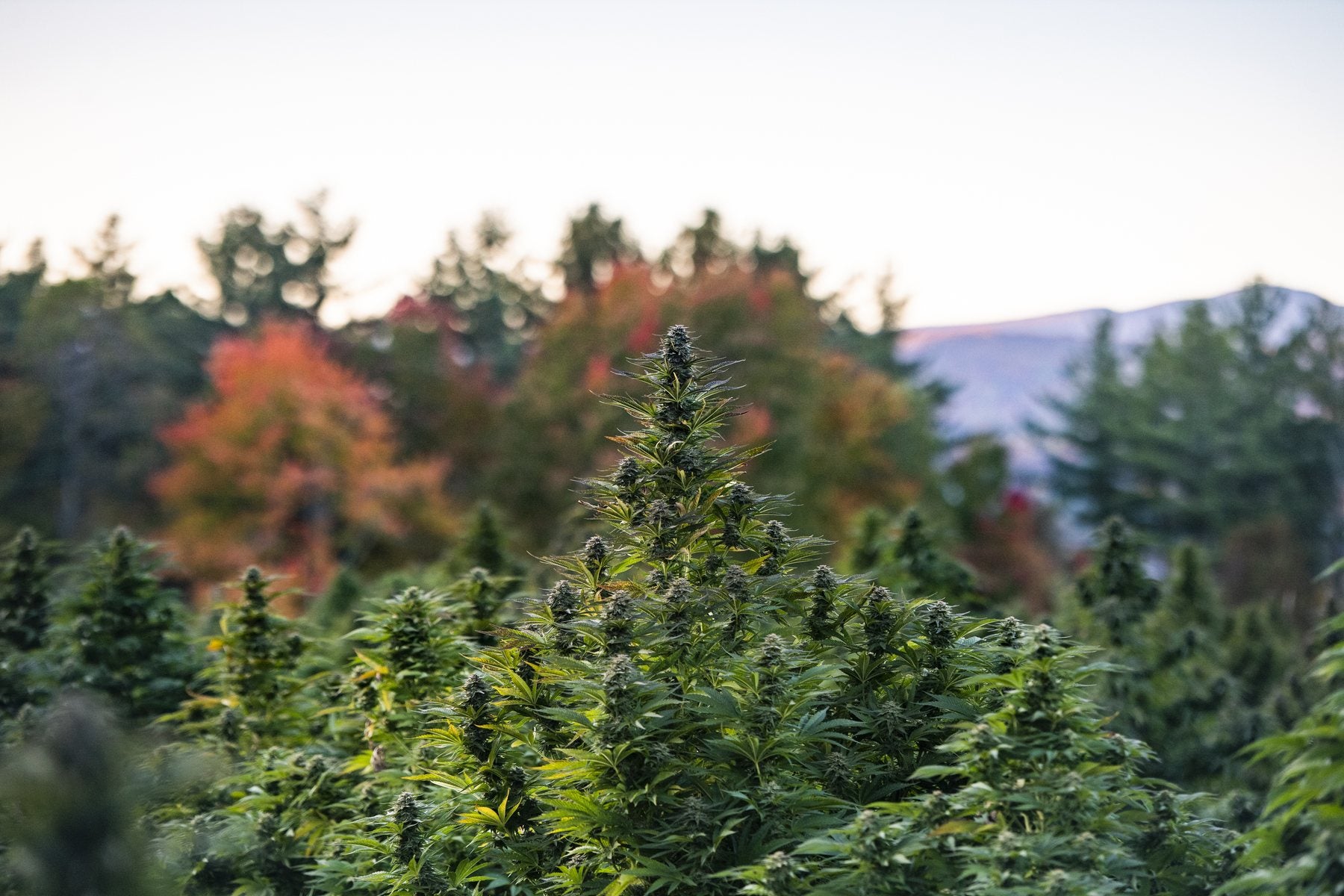 A tall green plant in front of red and orange fall trees and a Vermont mountain.