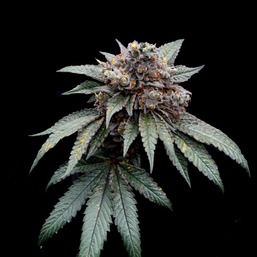 Chocolate Marker flowering cannabis, as labeled by the cited photo source