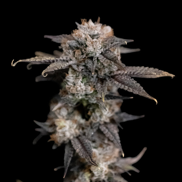 Death Star