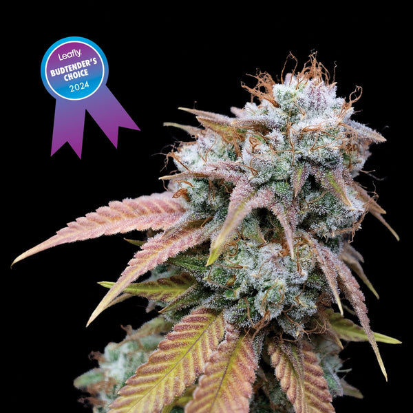 Grape GMO