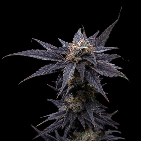 Haze AF