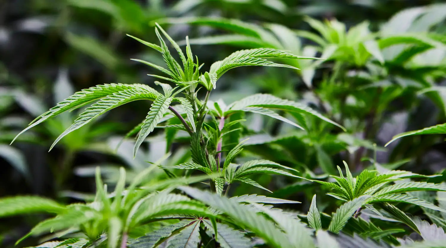 Our-Cultivation.webp