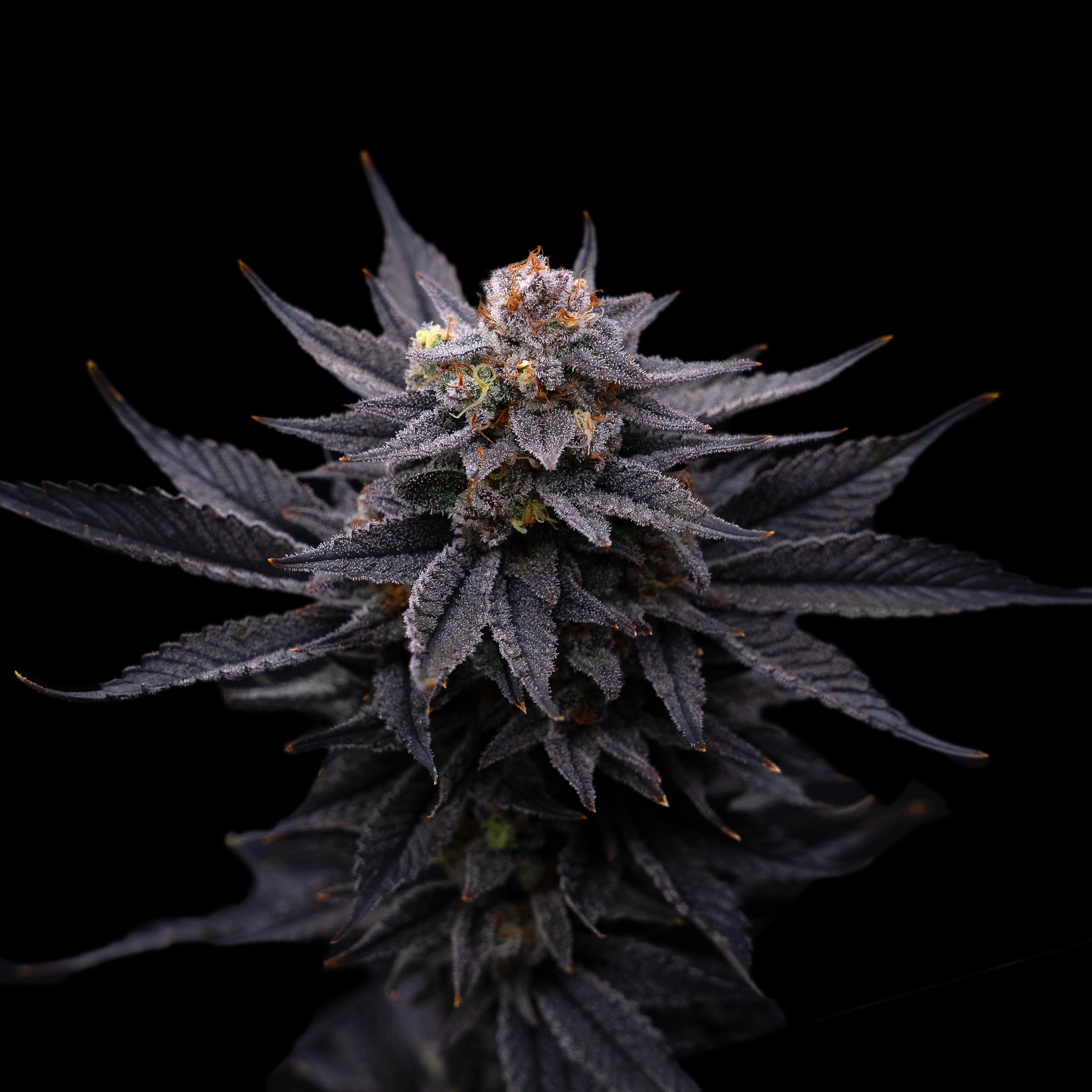 SourCannalopeHaze.jpg