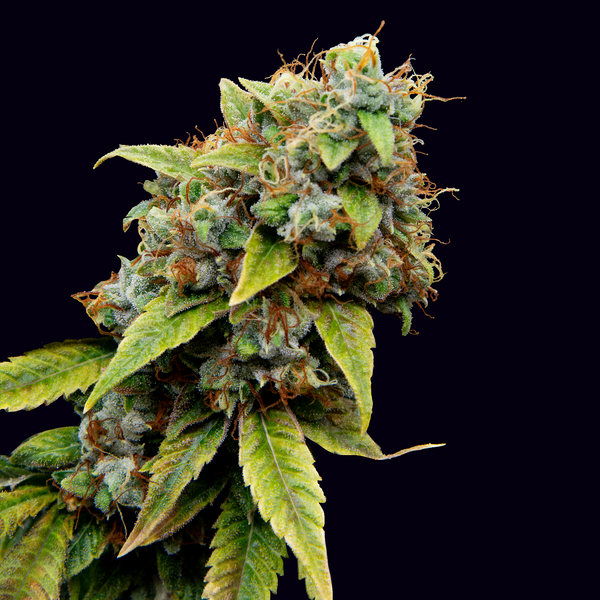 Topanga Canyon Pure Kush