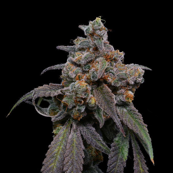 Blueberry Overdrive