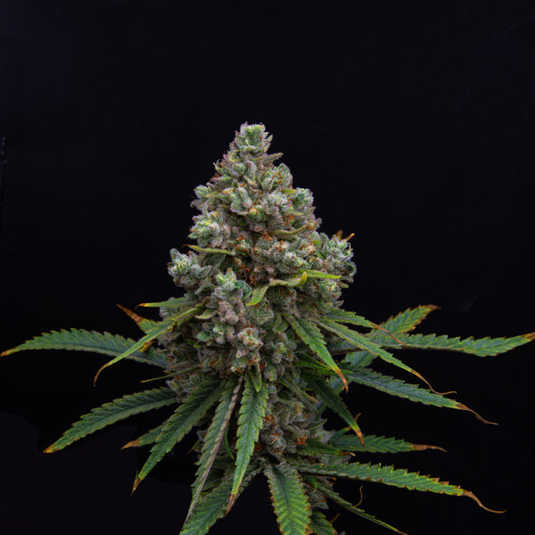 Critical Cheese