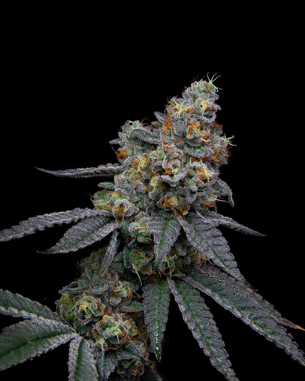 Dulce de Uva