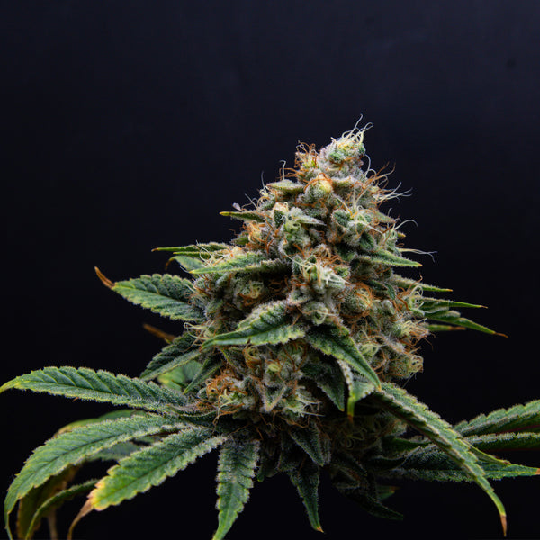 Guava Star Dawg