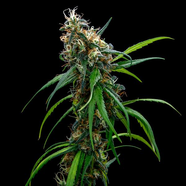 Lemon Thai