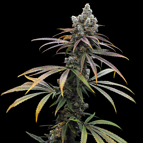Rainbow Haze