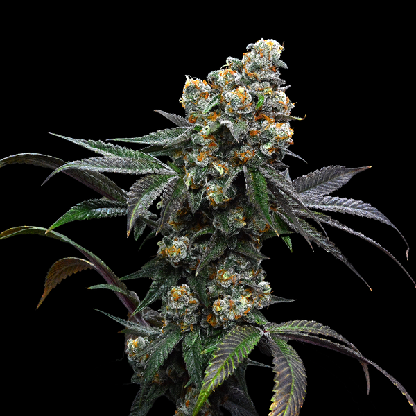 Sour Diesel