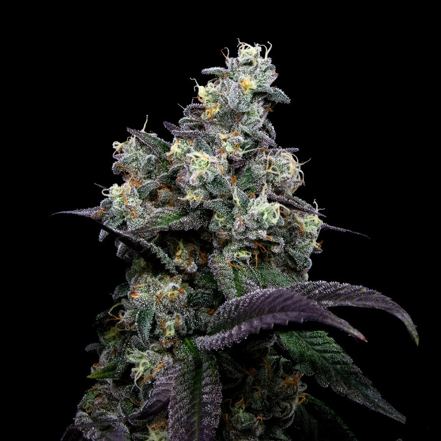 Sour Rainbows flowering cannabis, as labeled by the cited image source
