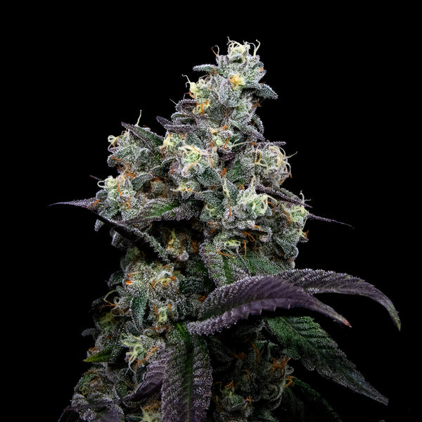 Sour Rainbows