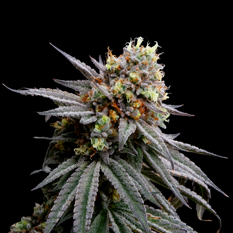 Strawberry Pines flowering cannabis, as labeled by the cited image source