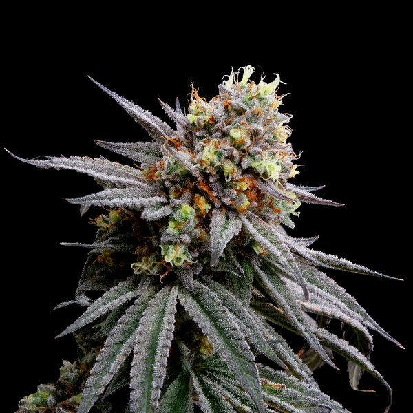 Strawberry Pines